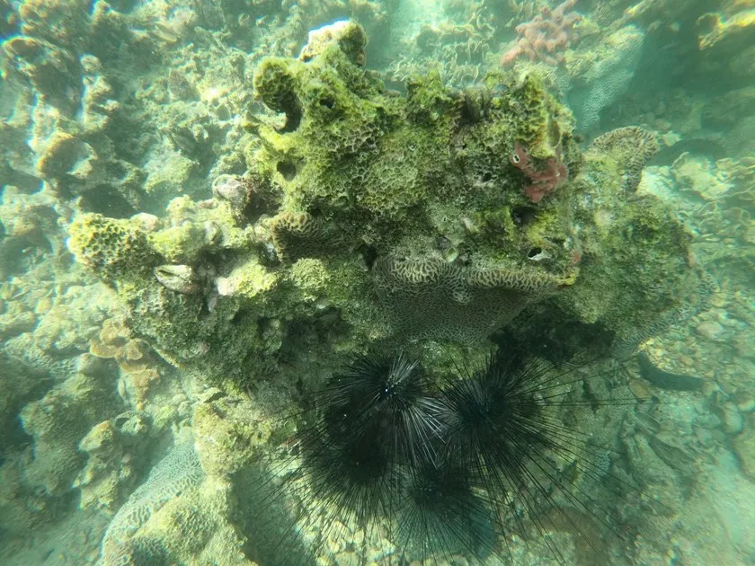 牠門的刺含有毒液,被刺中會感到激烈的疼痛