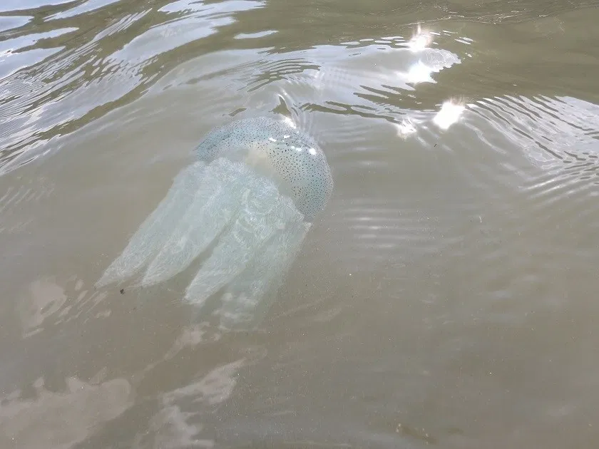 端鞭水母又名四草水母,呈白色,泳鐘帶有黑點,觸手部分有刺絲胞具微毒性