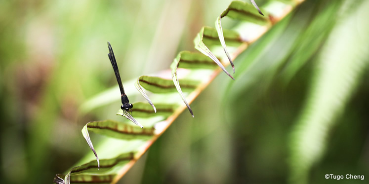 船灣郊野公園:自然與人文雙體驗