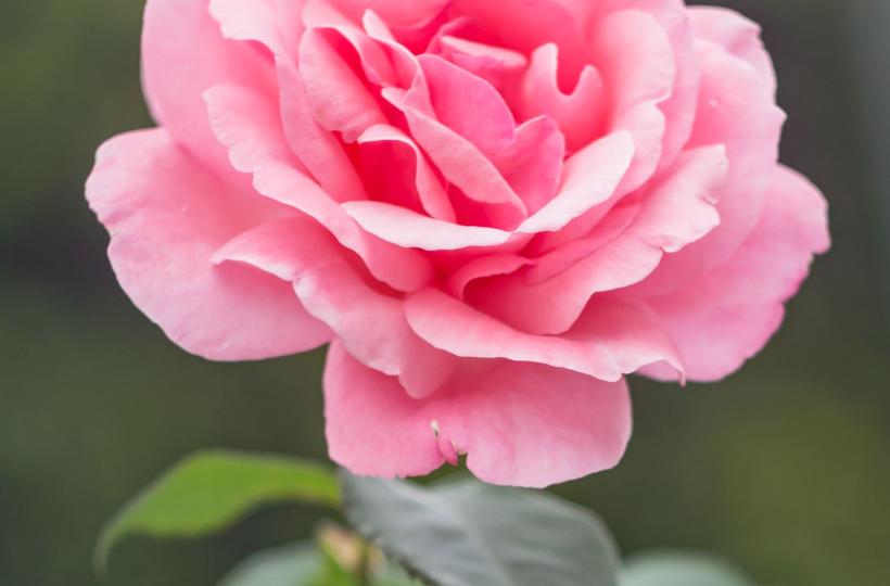 pexels-jonas-kakaroto-736230